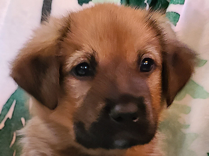 chinook puppy